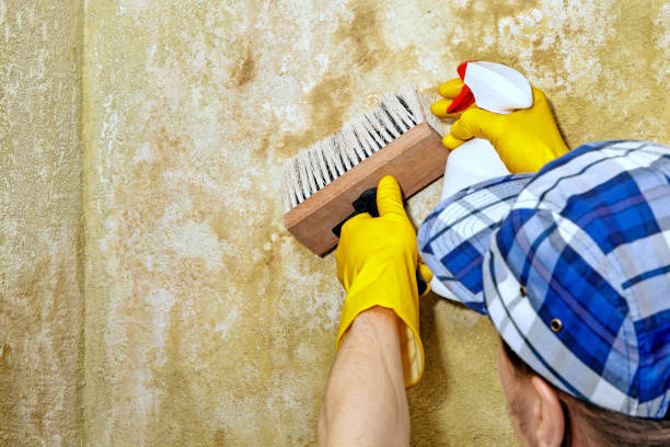 Best Mold Prevention Services  in Spearfish, SD