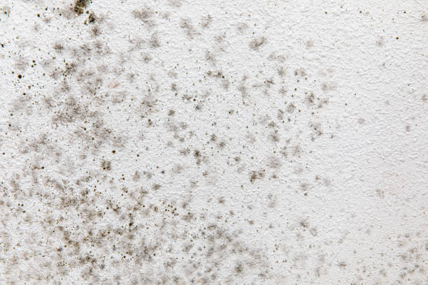 Best Mold Removal for HVAC Installations  in Spearfish, SD