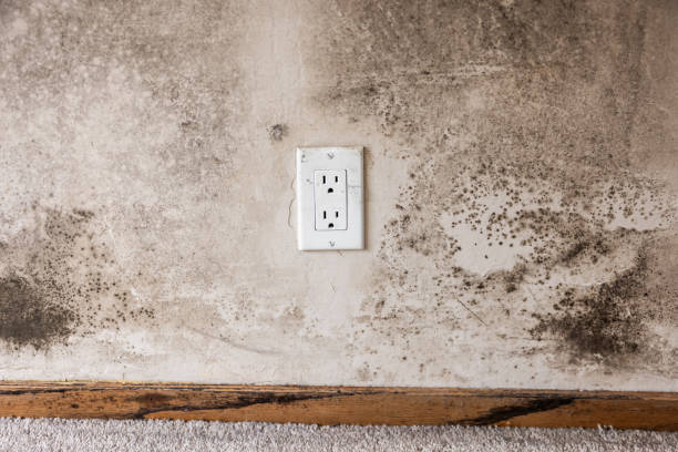 Best Dehumidification Services  in Spearfish, SD