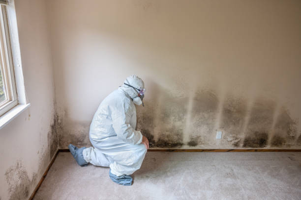 Best Mold Damage Restoration  in Spearfish, SD